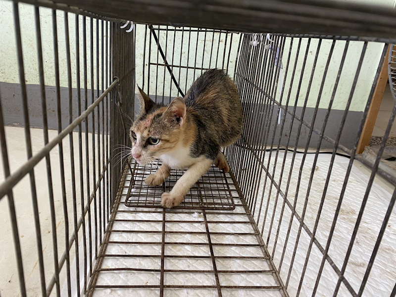金門縣動物收容中心,編號:465444, 混種貓                 