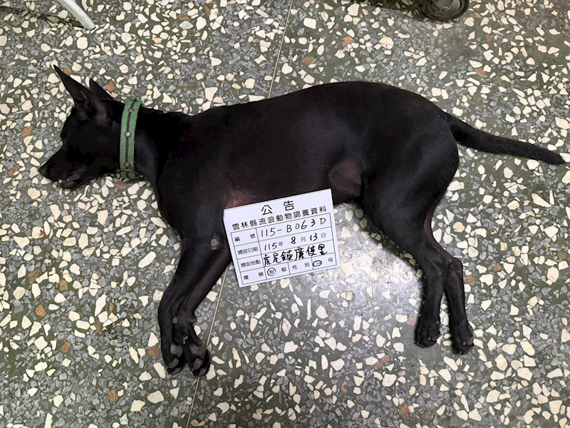 雲林縣流浪動物收容所,編號:465310, 混種犬          