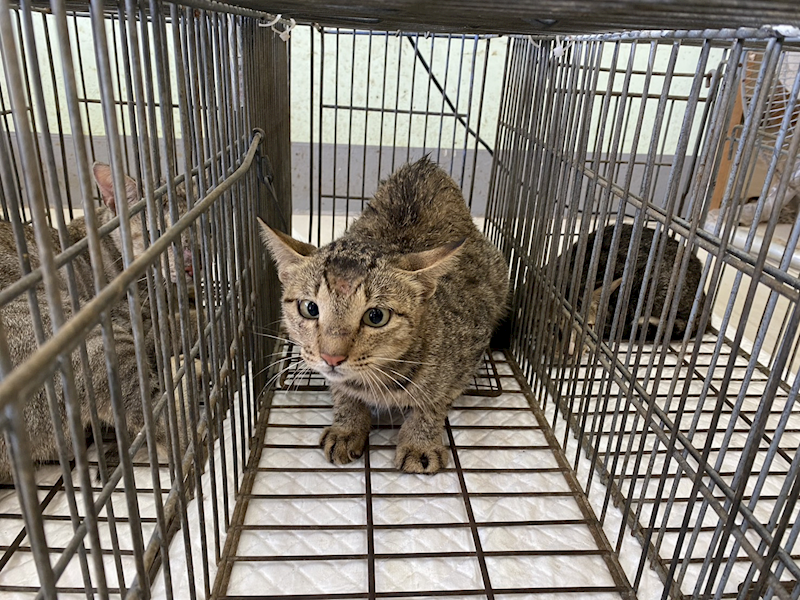 金門縣動物收容中心,編號:465442, 混種貓                 