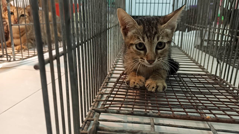 金門縣動物收容中心,編號:465441, 混種貓                 