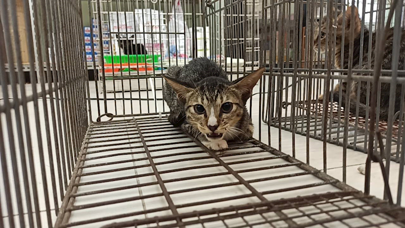 金門縣動物收容中心,編號:465440, 混種貓                 