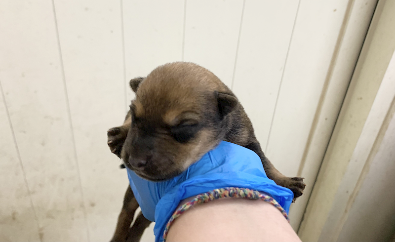 臺北市動物之家,編號:465447, 混種犬          