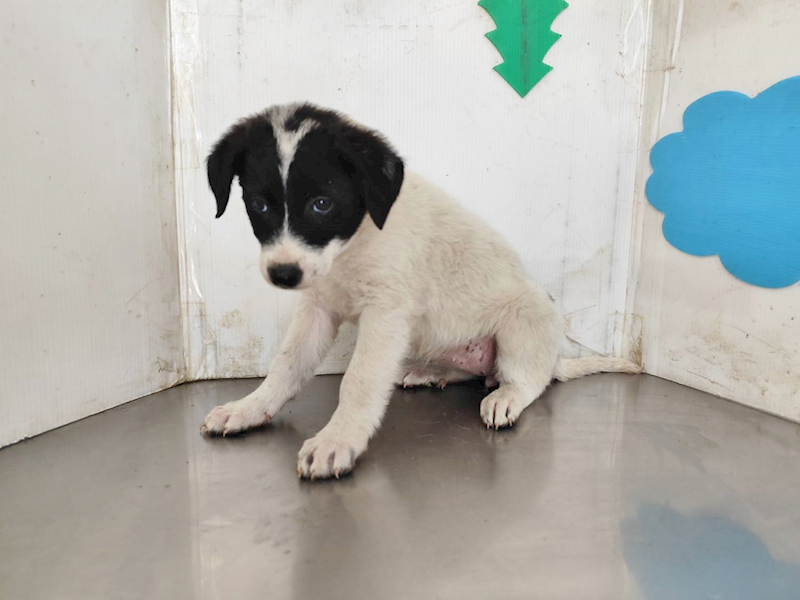 高雄市燕巢動物保護關愛園區,編號:459169, 混種犬          