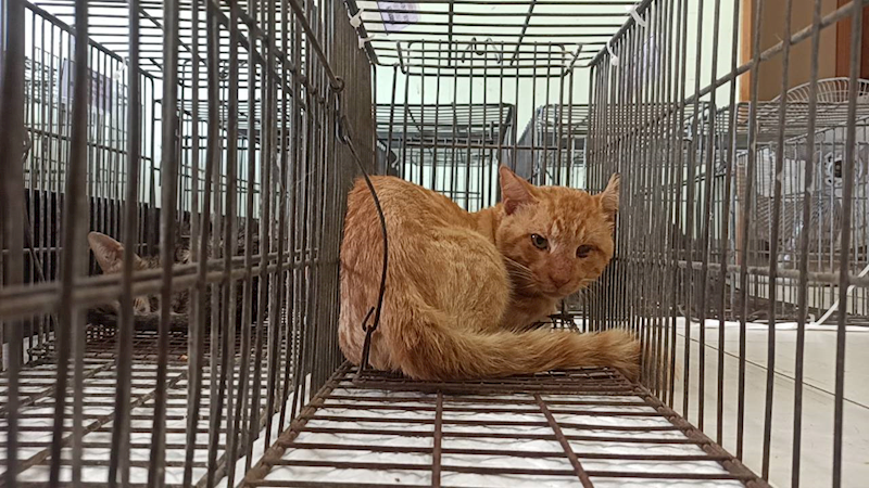 金門縣動物收容中心,編號:465439, 混種貓                 
