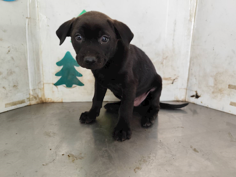 高雄市燕巢動物保護關愛園區,編號:461148, 混種犬          