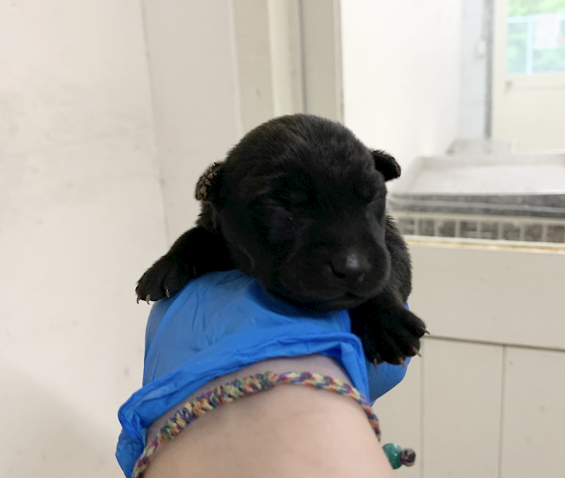 臺北市動物之家,編號:465446, 混種犬          