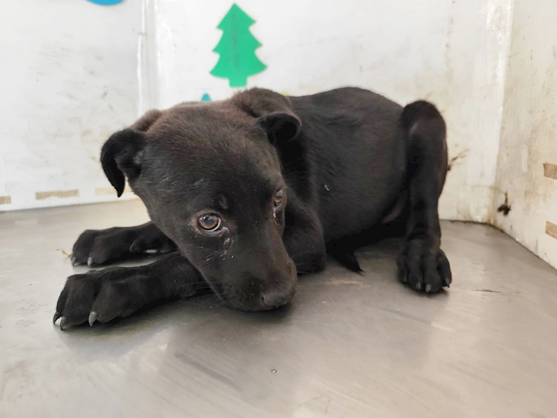 高雄市燕巢動物保護關愛園區,編號:461147, 混種犬          