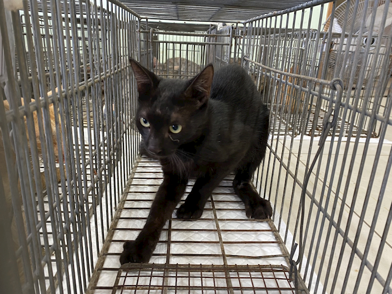 金門縣動物收容中心,編號:465438, 混種貓                 