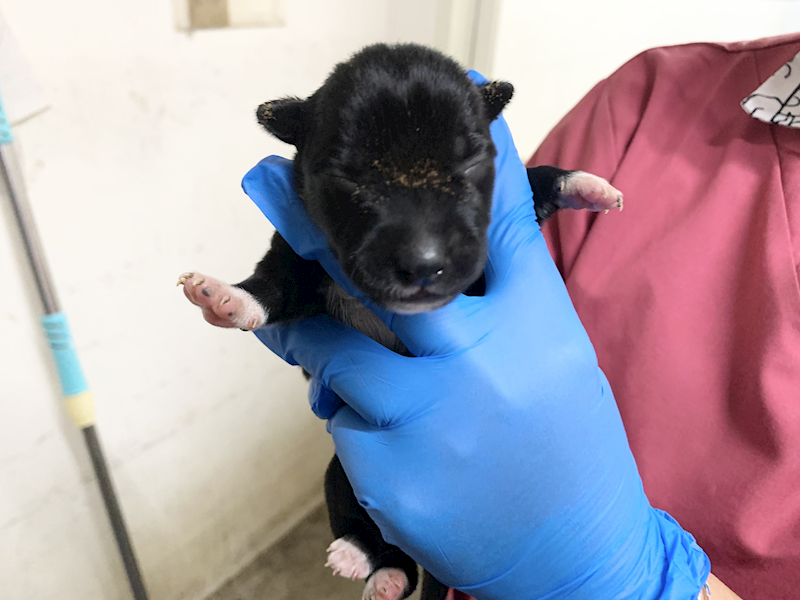 臺北市動物之家,編號:465445, 混種犬          