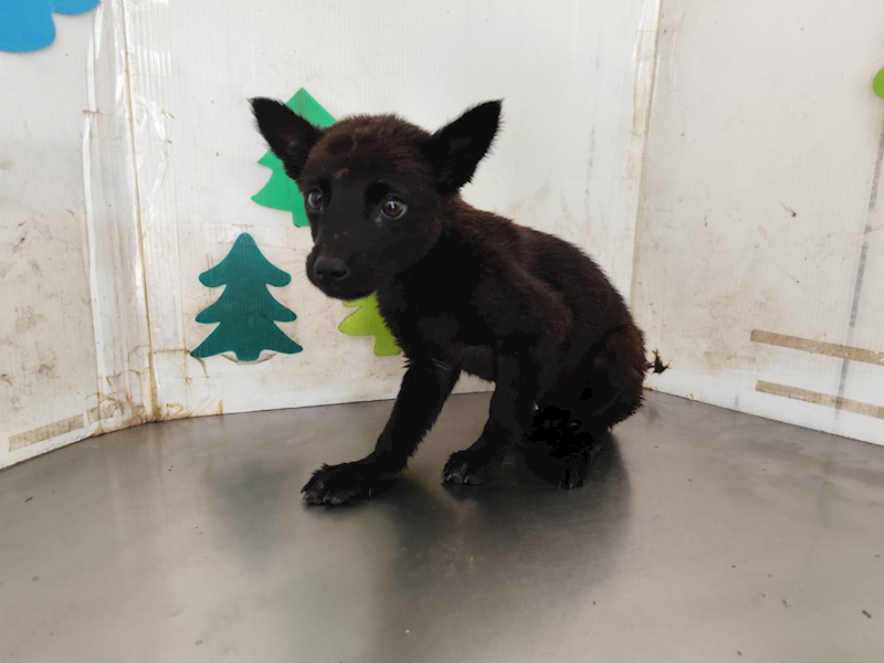 高雄市燕巢動物保護關愛園區,編號:461149, 混種犬          