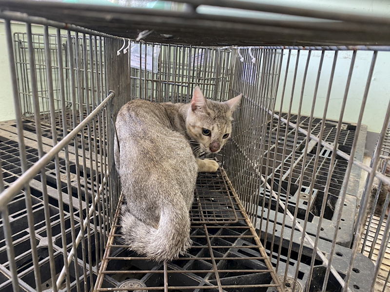 金門縣動物收容中心,編號:465437, 混種貓                 