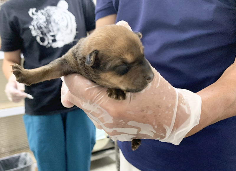 臺北市動物之家,編號:465436, 混種犬          