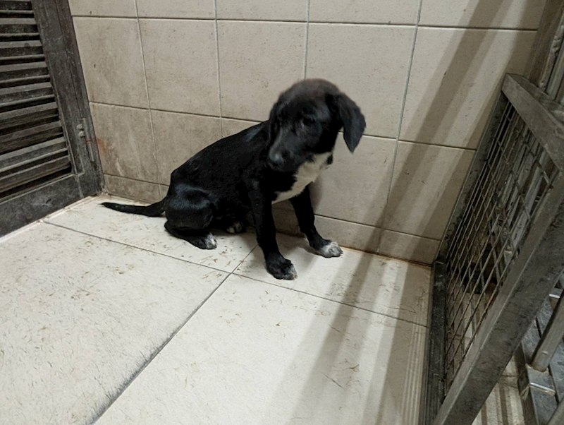 高雄市燕巢動物保護關愛園區,編號:461136, 混種犬          