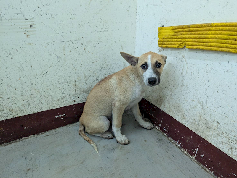 高雄市燕巢動物保護關愛園區,編號:461170, 混種犬          