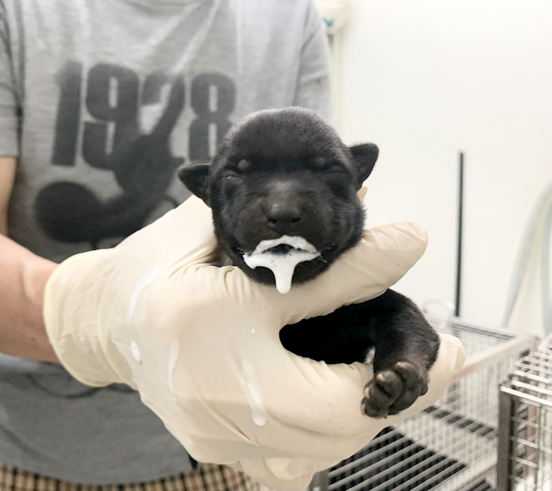 臺北市動物之家,編號:465435, 混種犬          