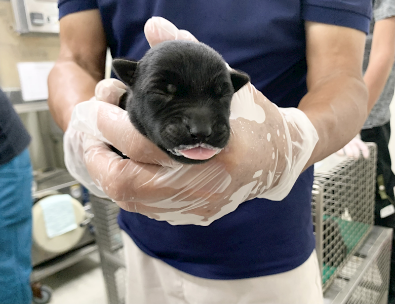 臺北市動物之家,編號:465433, 混種犬          