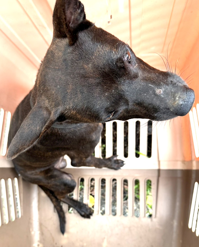 宜蘭縣流浪動物中途之家,編號:465432, 混種犬          