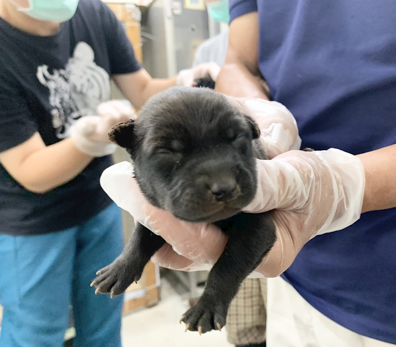 臺北市動物之家,編號:465431, 混種犬          