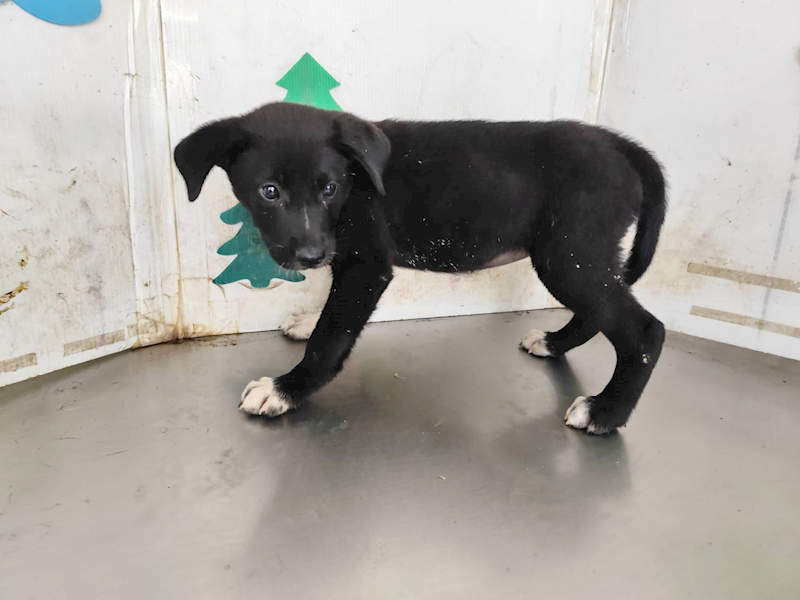 高雄市燕巢動物保護關愛園區,編號:459173, 混種犬          