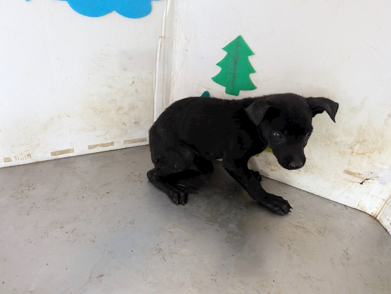 高雄市燕巢動物保護關愛園區,編號:461911, 混種犬          