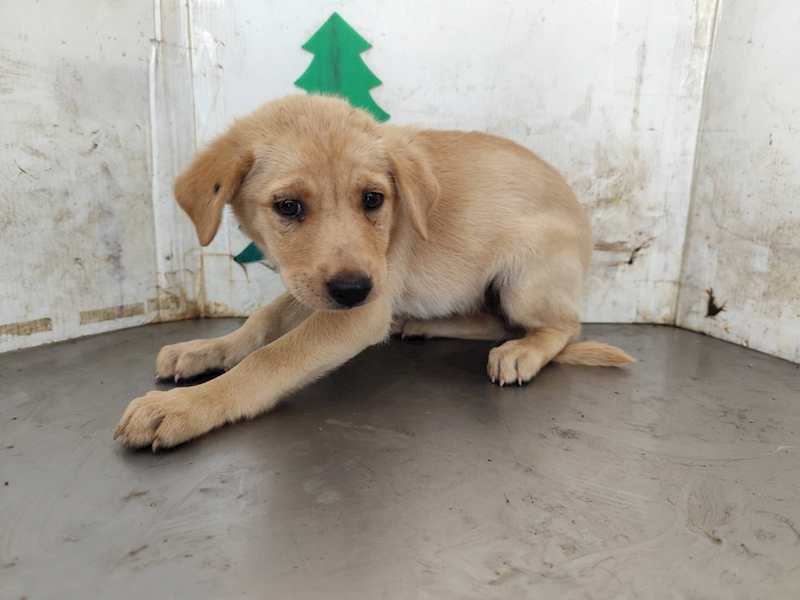 高雄市燕巢動物保護關愛園區,編號:459170, 混種犬          