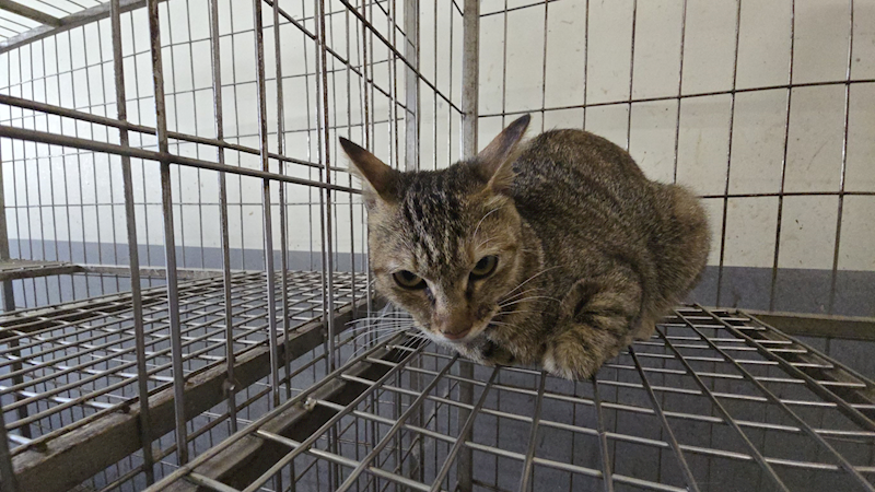 新竹市動物保護教育園區,編號:465430, 混種貓                 