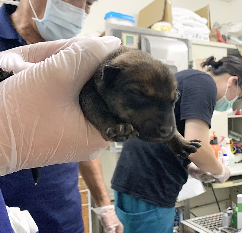 臺北市動物之家,編號:465428, 混種犬          