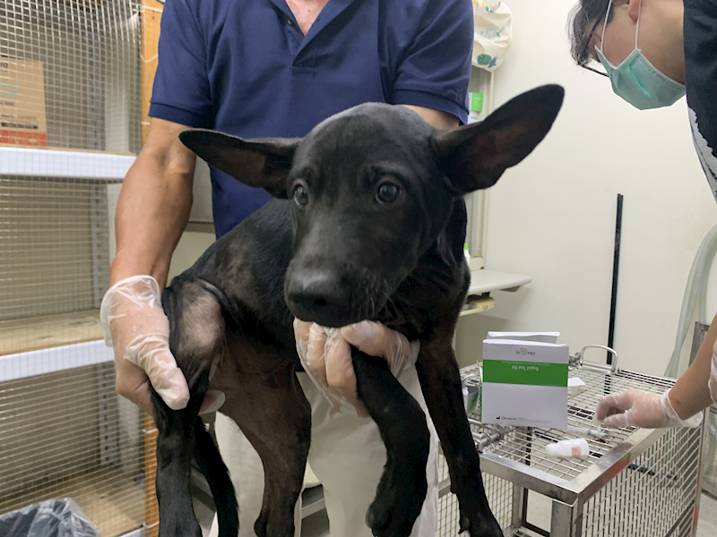 臺北市動物之家,編號:465426, 混種犬          