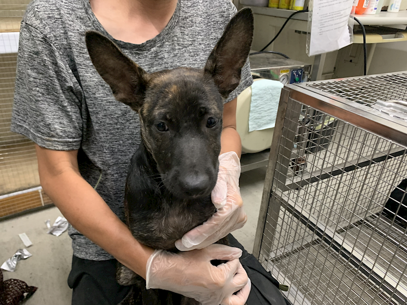 臺北市動物之家,編號:465425, 混種犬          