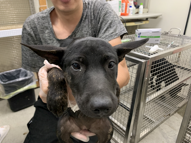 臺北市動物之家,編號:465424, 混種犬          
