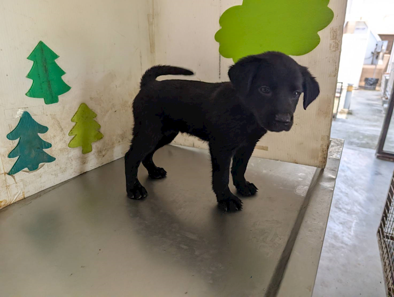 高雄市燕巢動物保護關愛園區,編號:461516, 混種犬          