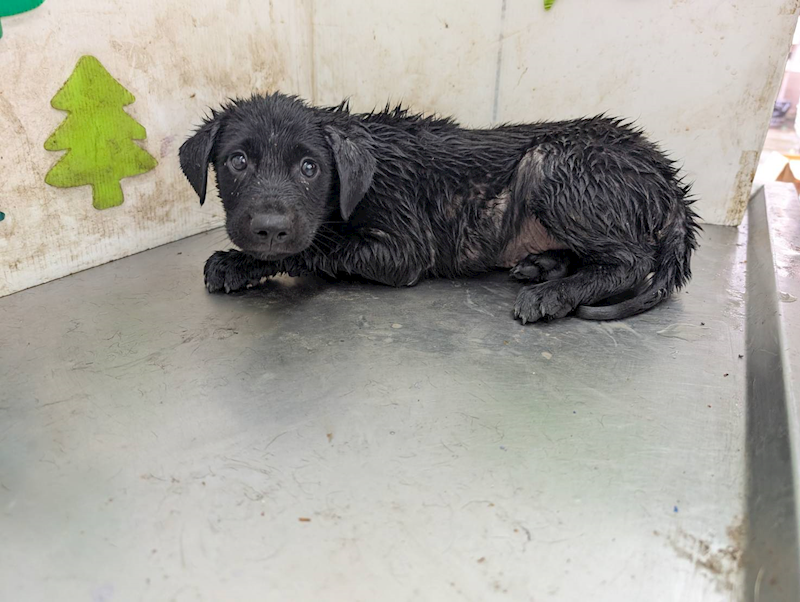 高雄市燕巢動物保護關愛園區,編號:465417, 混種犬          
