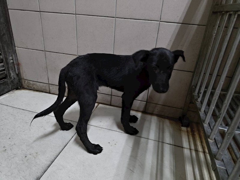 高雄市燕巢動物保護關愛園區,編號:465414, 混種犬          