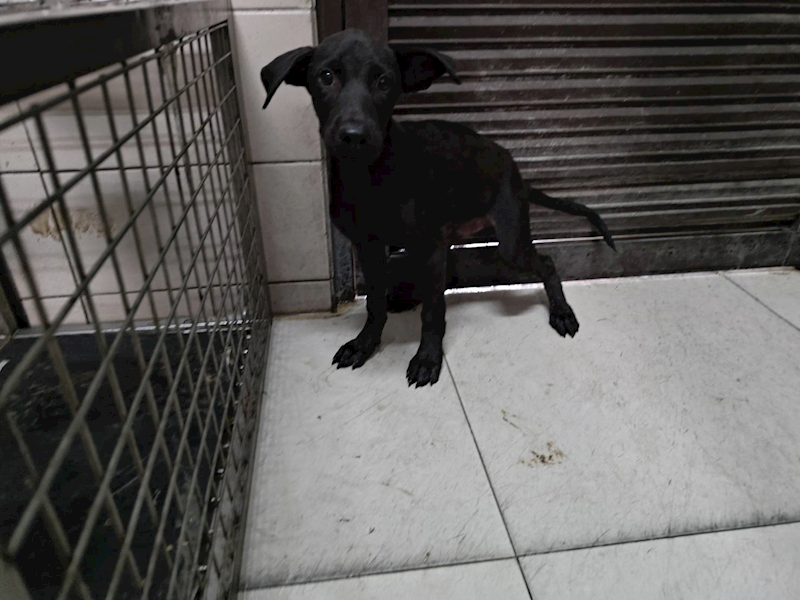 高雄市燕巢動物保護關愛園區,編號:465413, 混種犬          