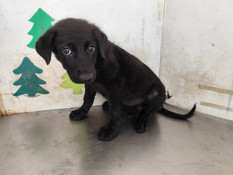 高雄市燕巢動物保護關愛園區,編號:465408, 混種犬          