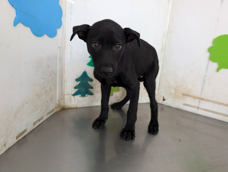 高雄市燕巢動物保護關愛園區,編號:465407, 混種犬          