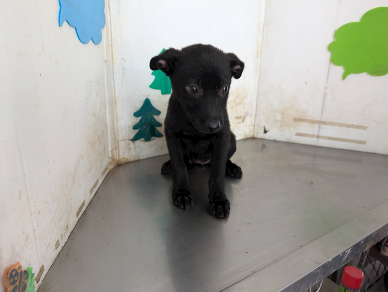 高雄市燕巢動物保護關愛園區,編號:465406, 混種犬          