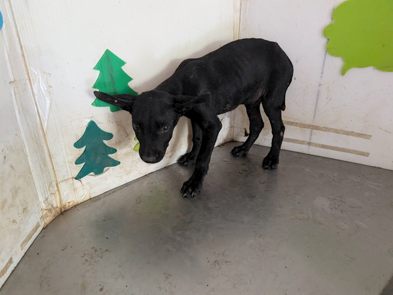 高雄市燕巢動物保護關愛園區,編號:465405, 混種犬          