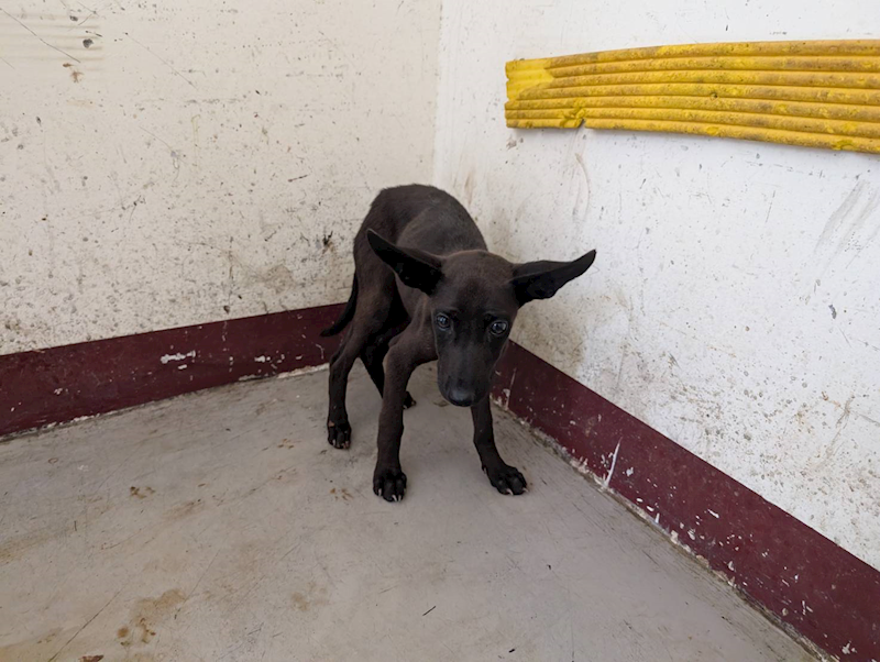 高雄市燕巢動物保護關愛園區,編號:465403, 混種犬          