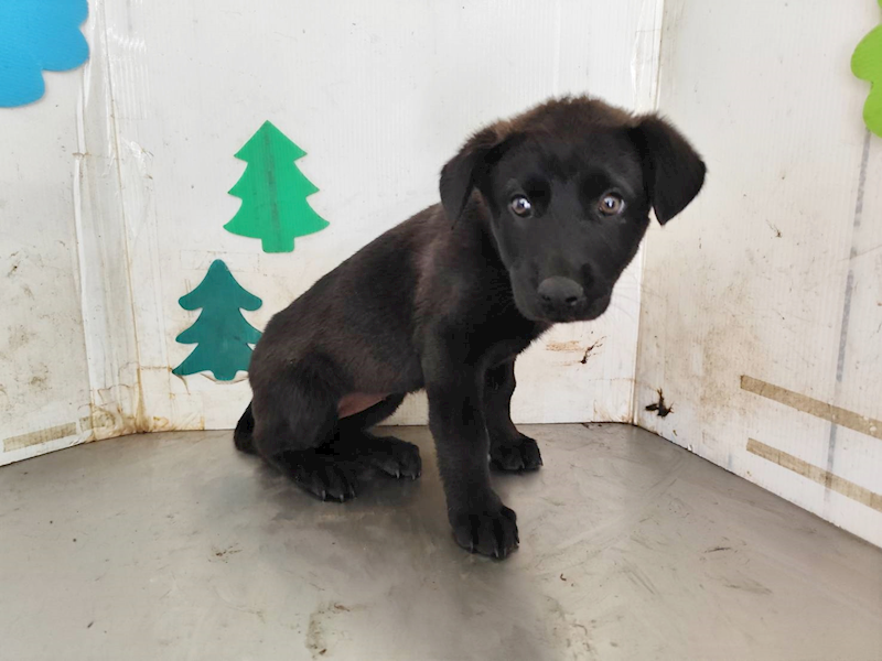 高雄市燕巢動物保護關愛園區,編號:461895, 混種犬          