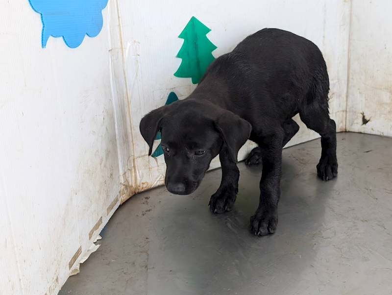 高雄市燕巢動物保護關愛園區,編號:465401, 混種犬          