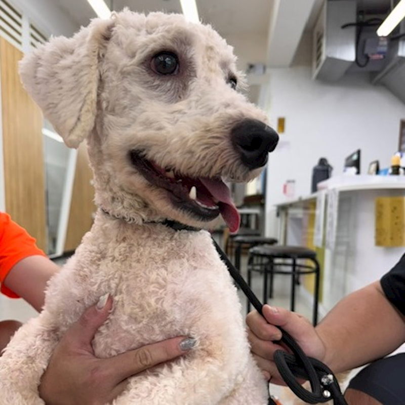 基隆市寵物銀行,編號:460692, 比熊犬