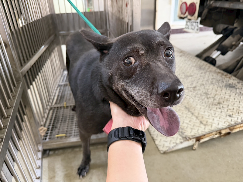 桃園市動物保護教育園區,編號:465399, 混種犬          