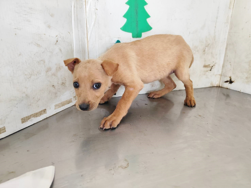 高雄市燕巢動物保護關愛園區,編號:461171, 混種犬          