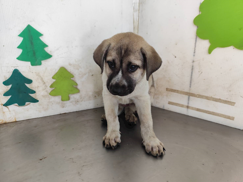 高雄市燕巢動物保護關愛園區,編號:461135, 混種犬          