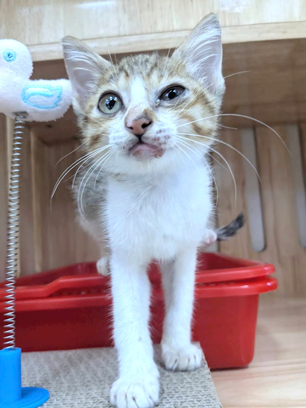 新竹縣動物保護教育園區,編號:465378, 混種貓                 