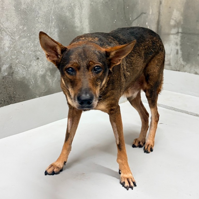 基隆市寵物銀行,編號:465381, 混種犬          
