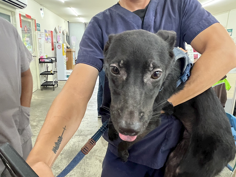 臺北市動物之家,編號:456395, 混種犬          