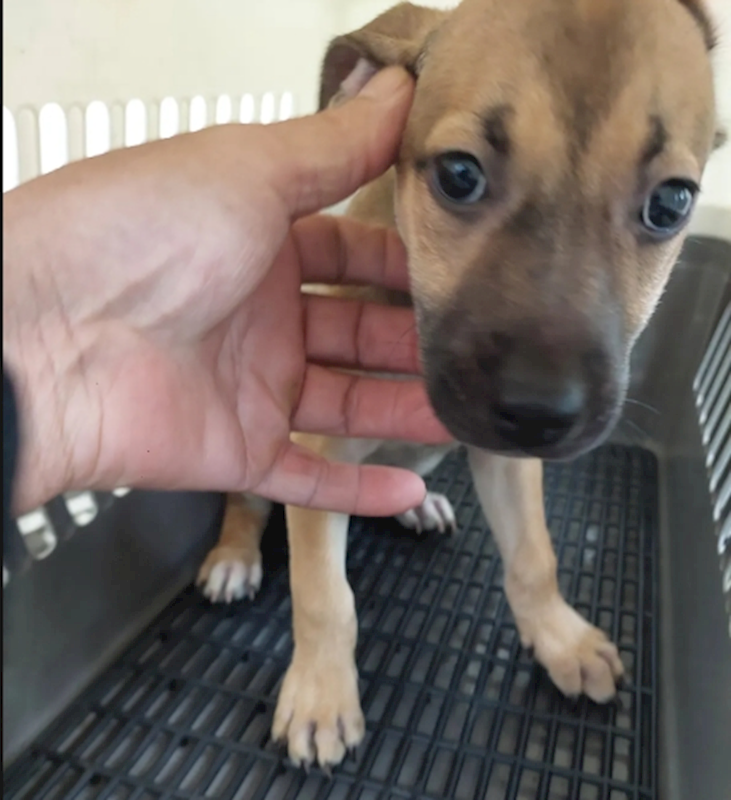 新北市五股區公立動物之家,編號:464411, 混種犬          