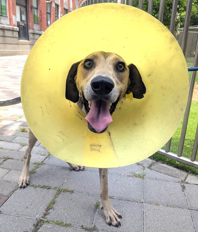 新竹縣動物保護教育園區,編號:462760, 混種犬          